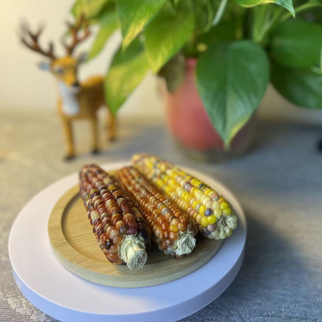 七彩文玩小玉米手把件摆件直播间一物一拍请勿私自下单