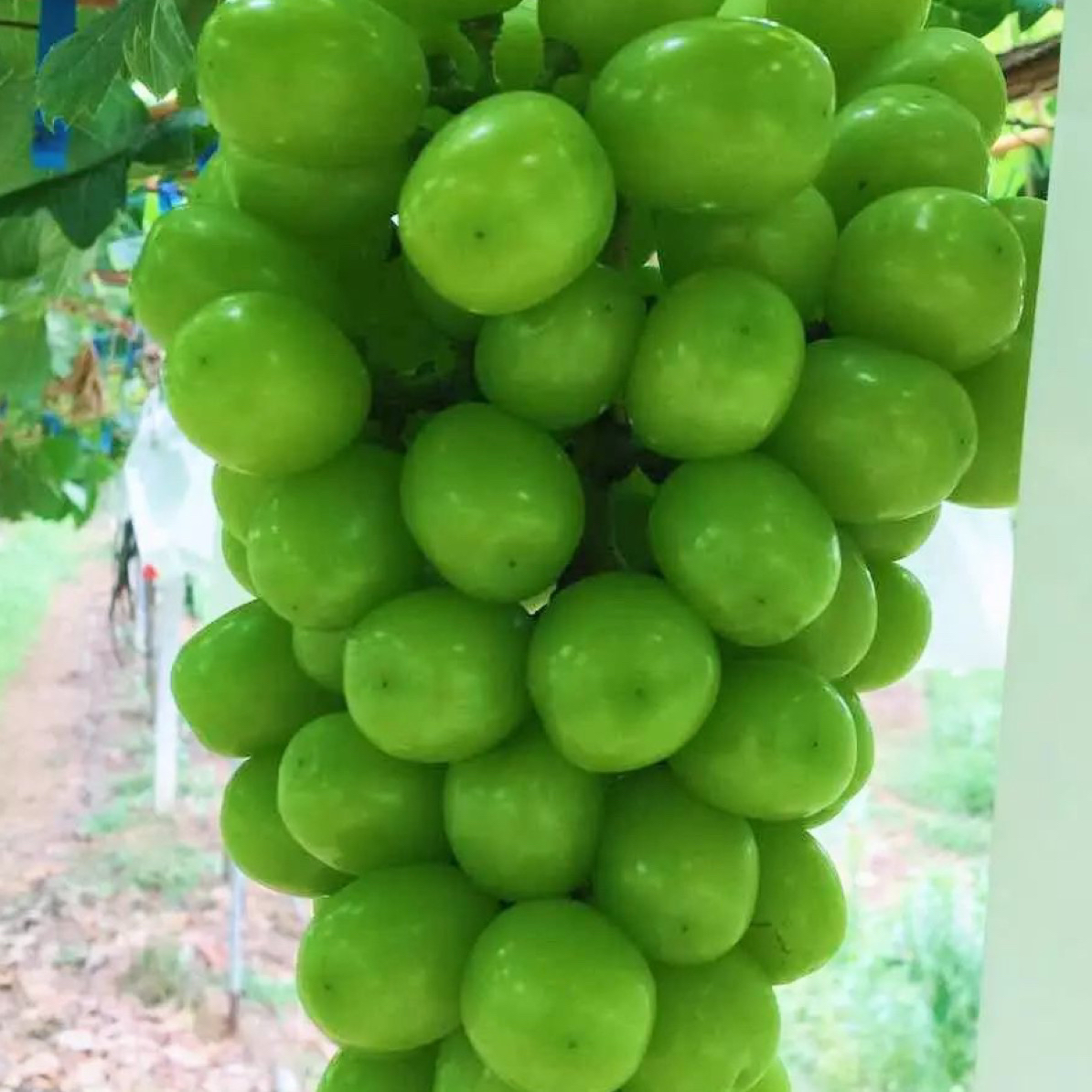 阳光玫瑰上市了。