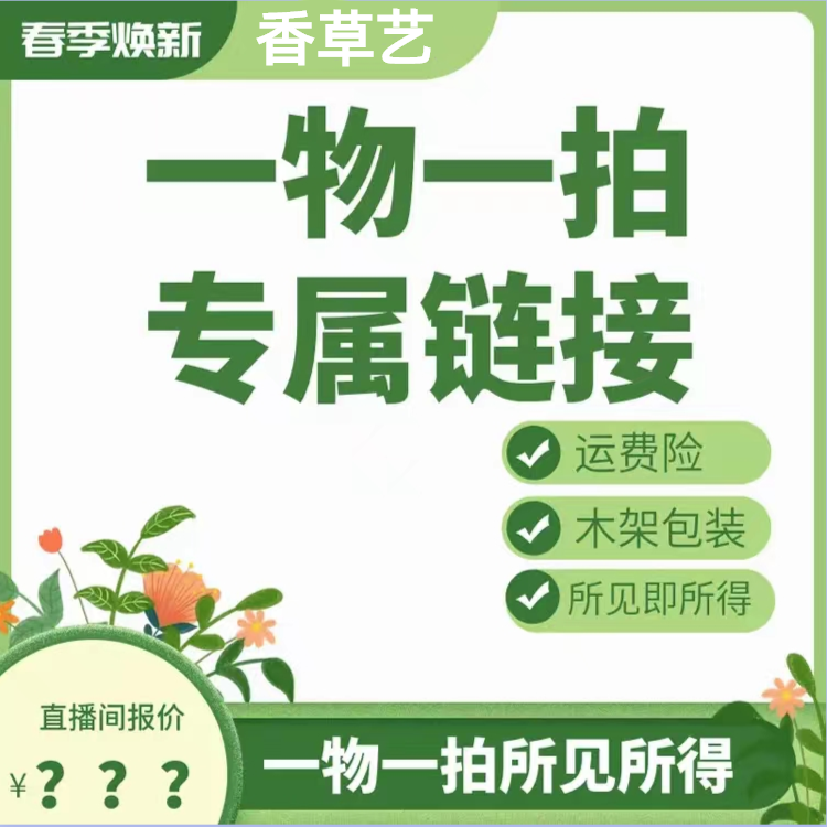 一物一拍梅花原生龙游梅  造型奇特 游龙梅 枝如游龙