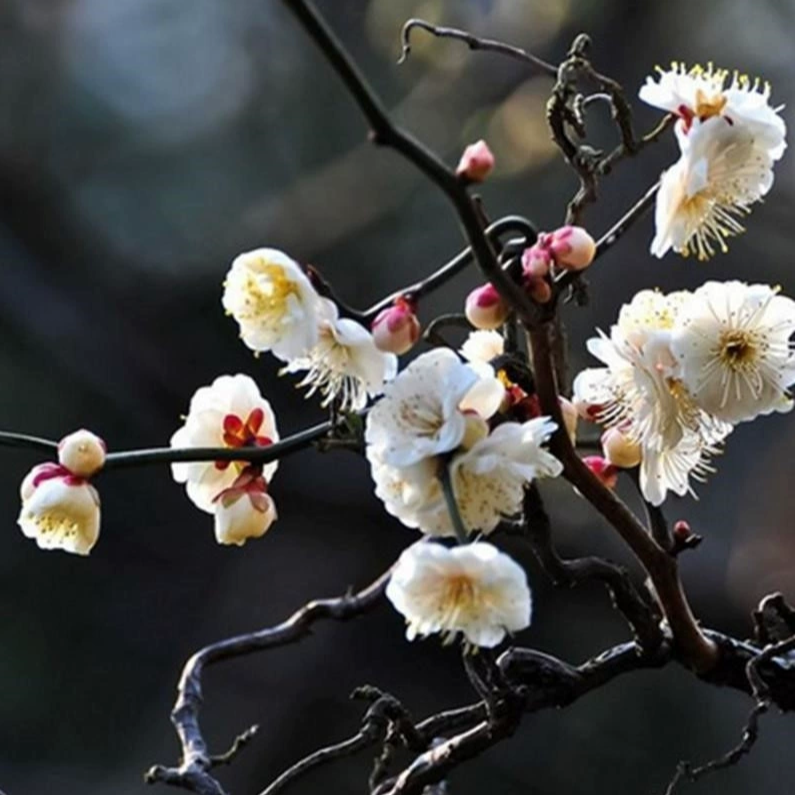 一物一拍梅花原生龙游梅 枝如游龙 造型奇特 游龙梅 花卉盆景室内