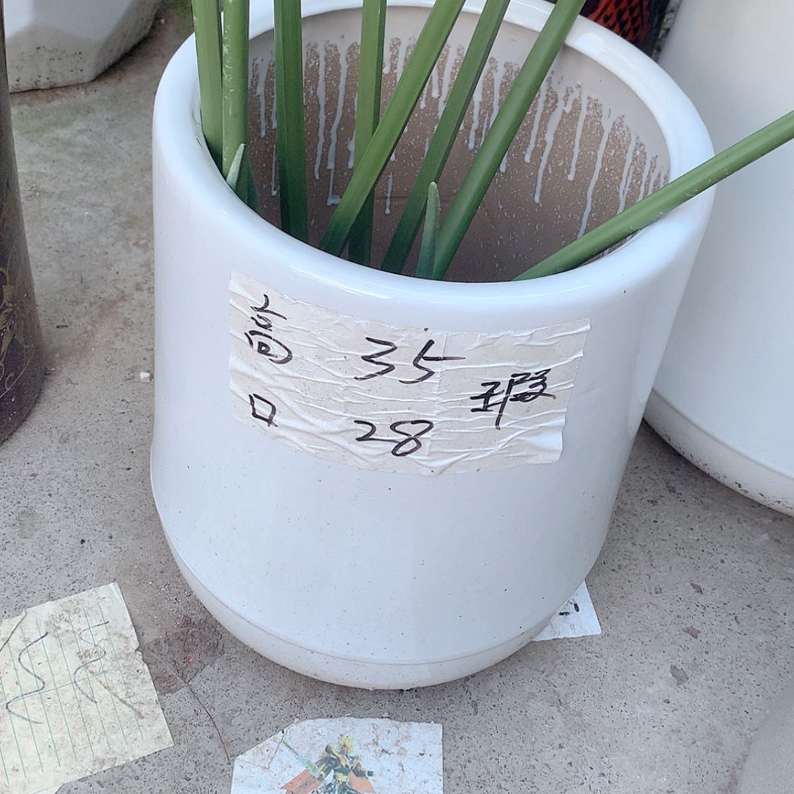 【闪购商品】红陶20CM（含）-50CM（不含）