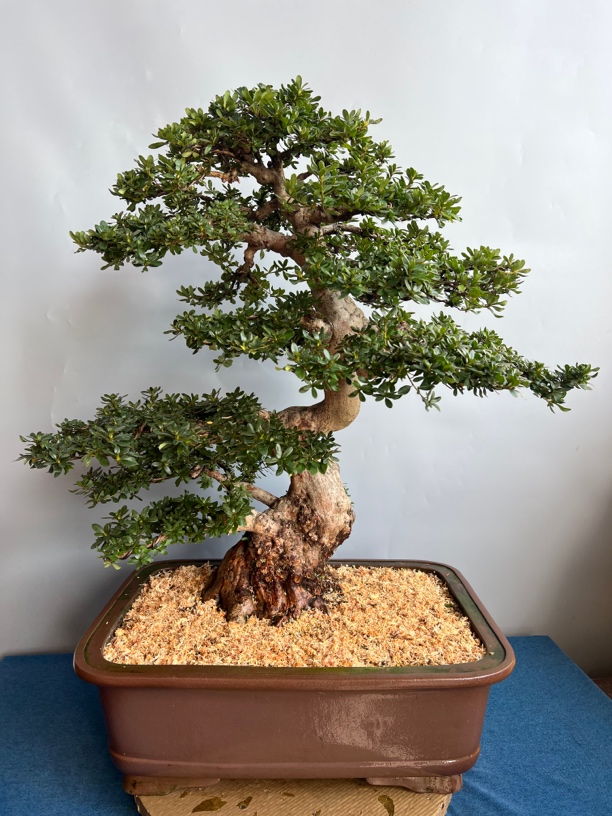 日本进口绿植盆栽皋月杜鹃花山之光