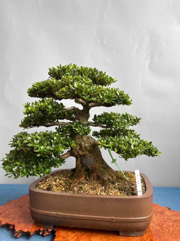 日本进口皋月杜鹃花山之光