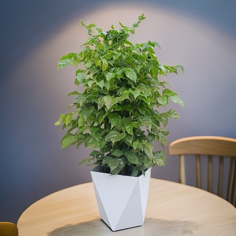 丛生幸福树连树带土栽种好发货赠送白色花盆室内好养绿植70-80cm