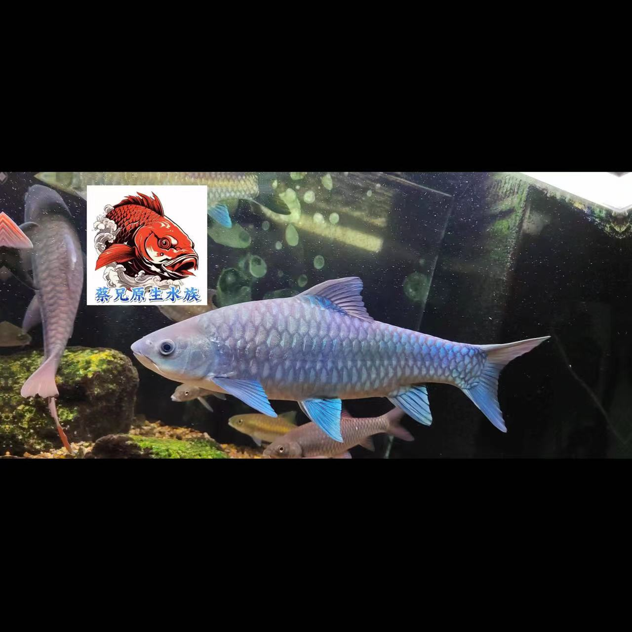 洪崩河异口蓝吉罗#原生鱼