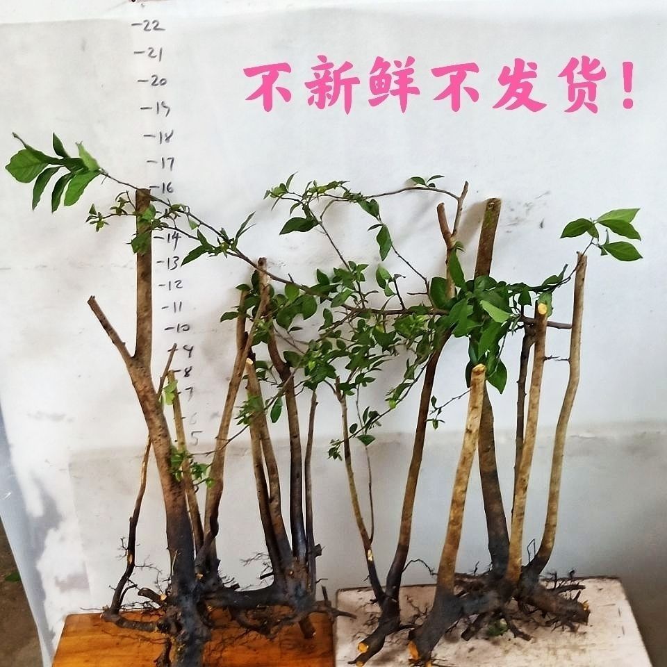 老鸦柿母桩，素材苗，盆景造型苗 直播用