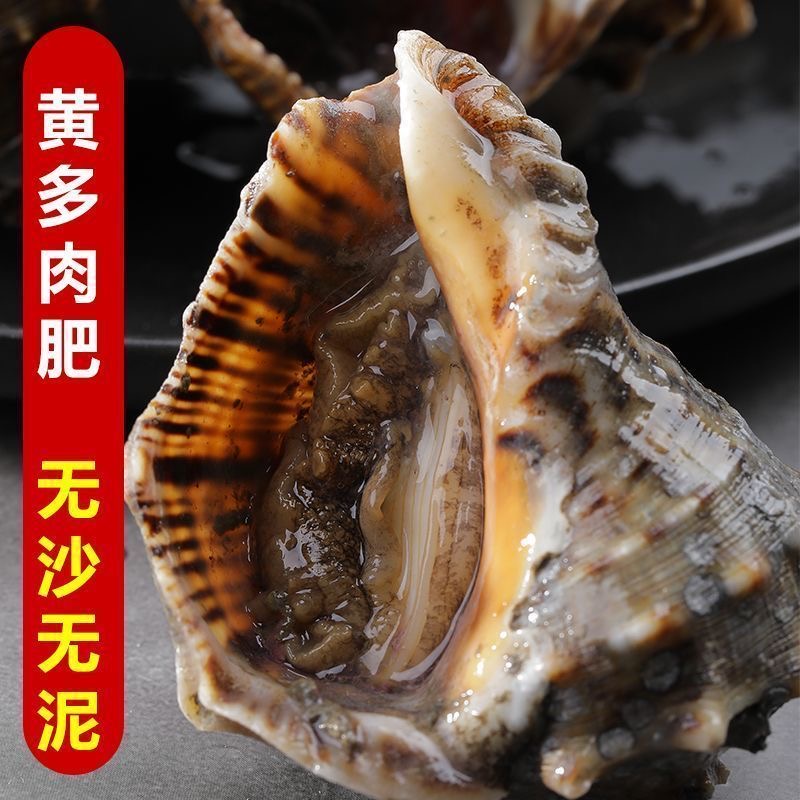 鲜活发货大海螺 新鲜海鲜 壳薄肉厚饱满 坏单包赔 送芥末2包
