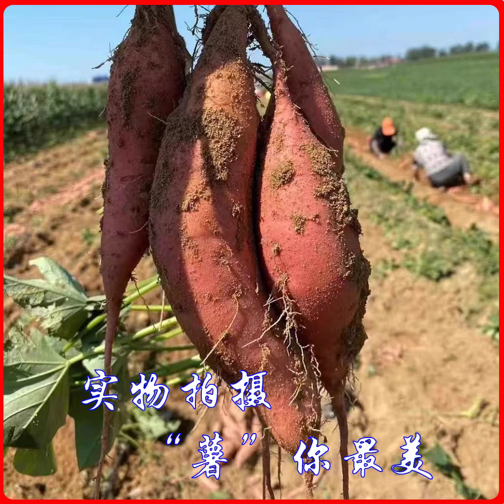正宗陕北农家沙地助农抖音种植红薯蜜薯农产品新鲜红薯香甜软糯