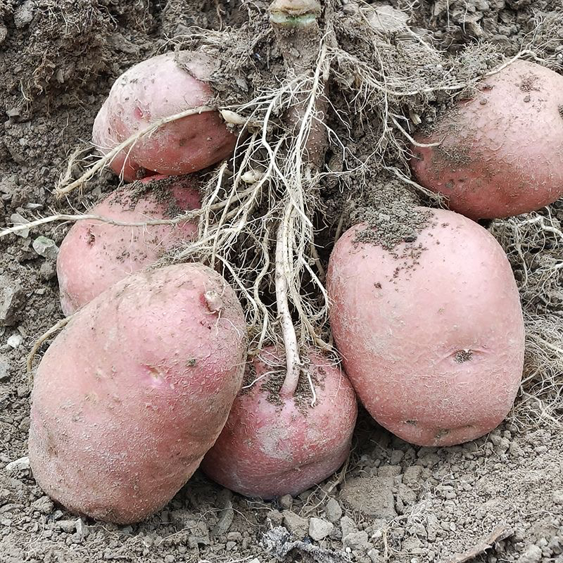 农家种植红皮新鲜，黄皮种子土豆红土豆洋芋软糯现挖香甜红皮土豆