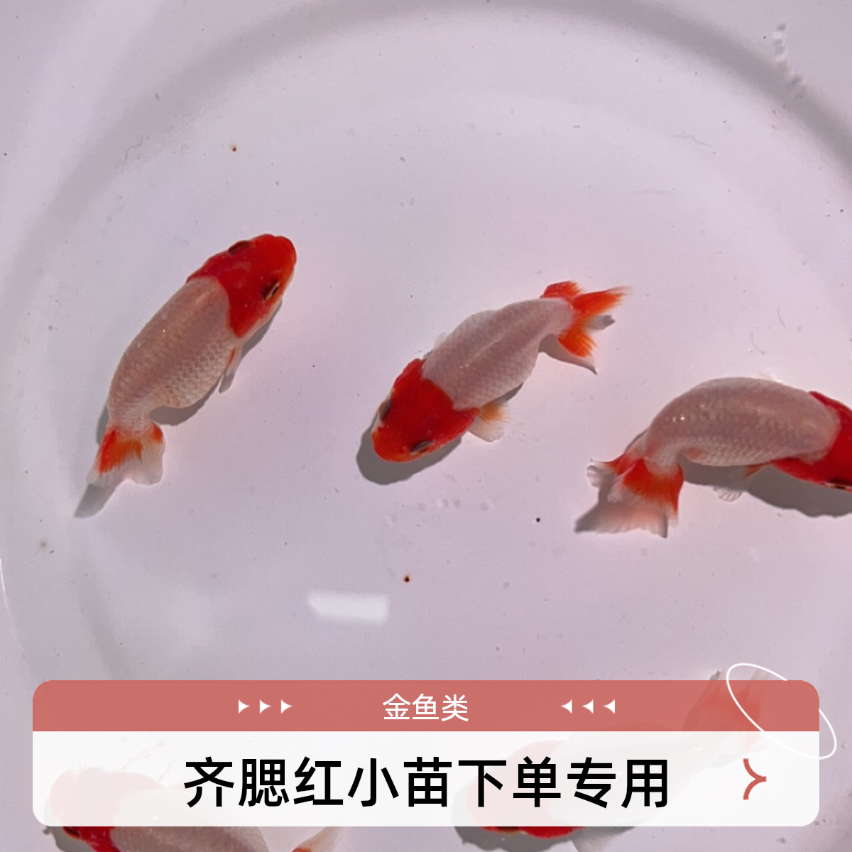 齐腮红小苗下单专用