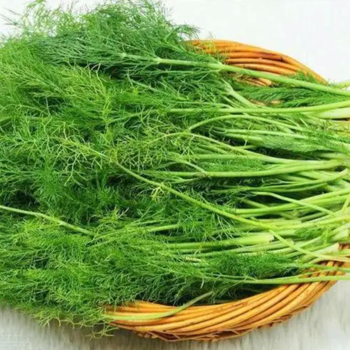 【凯涛甄选】新鲜茴香菜2-3斤嫩香可口京东顺丰包邮