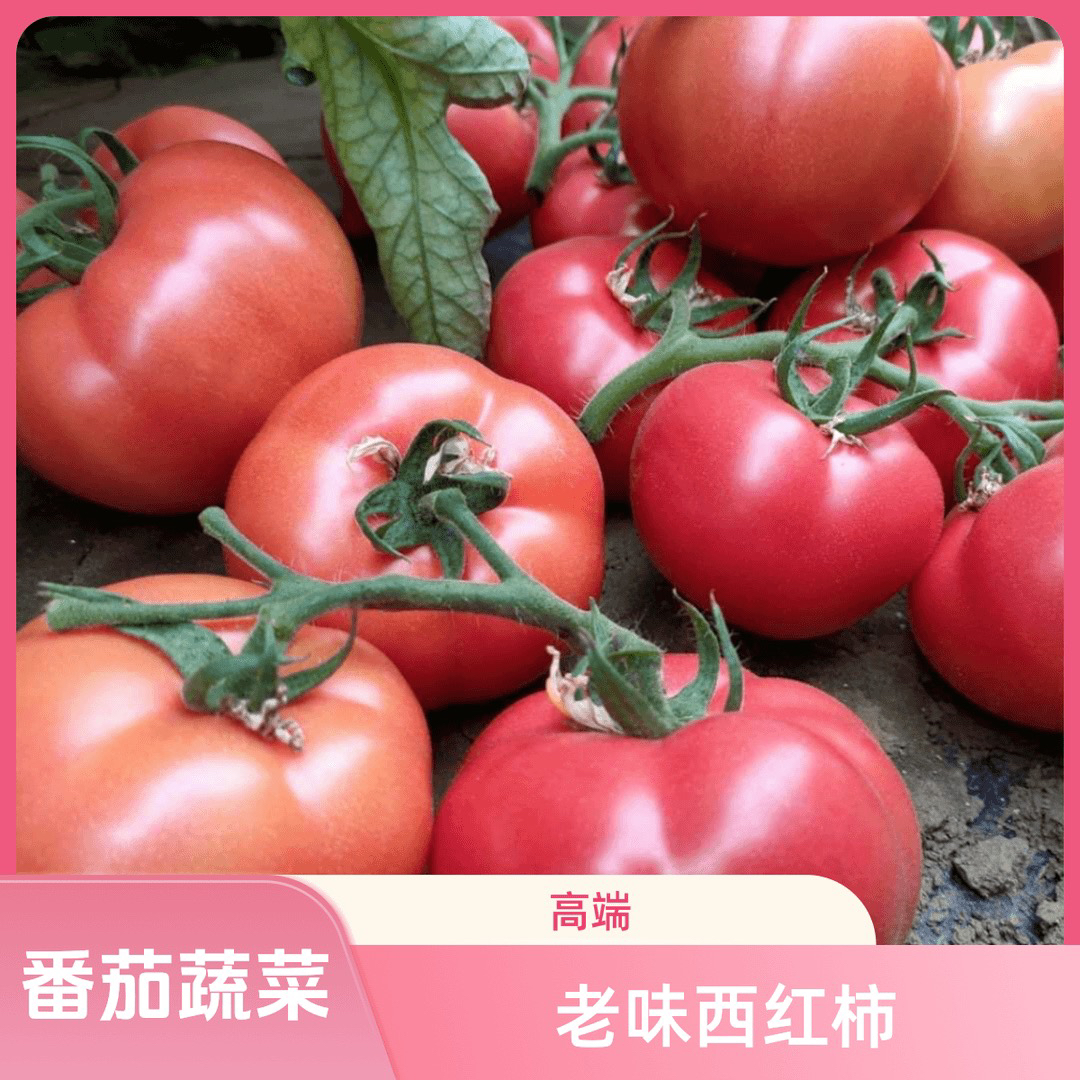【凯涛甄选】新鲜现摘老味沙瓤西红柿5斤京冬或顺丰包邮