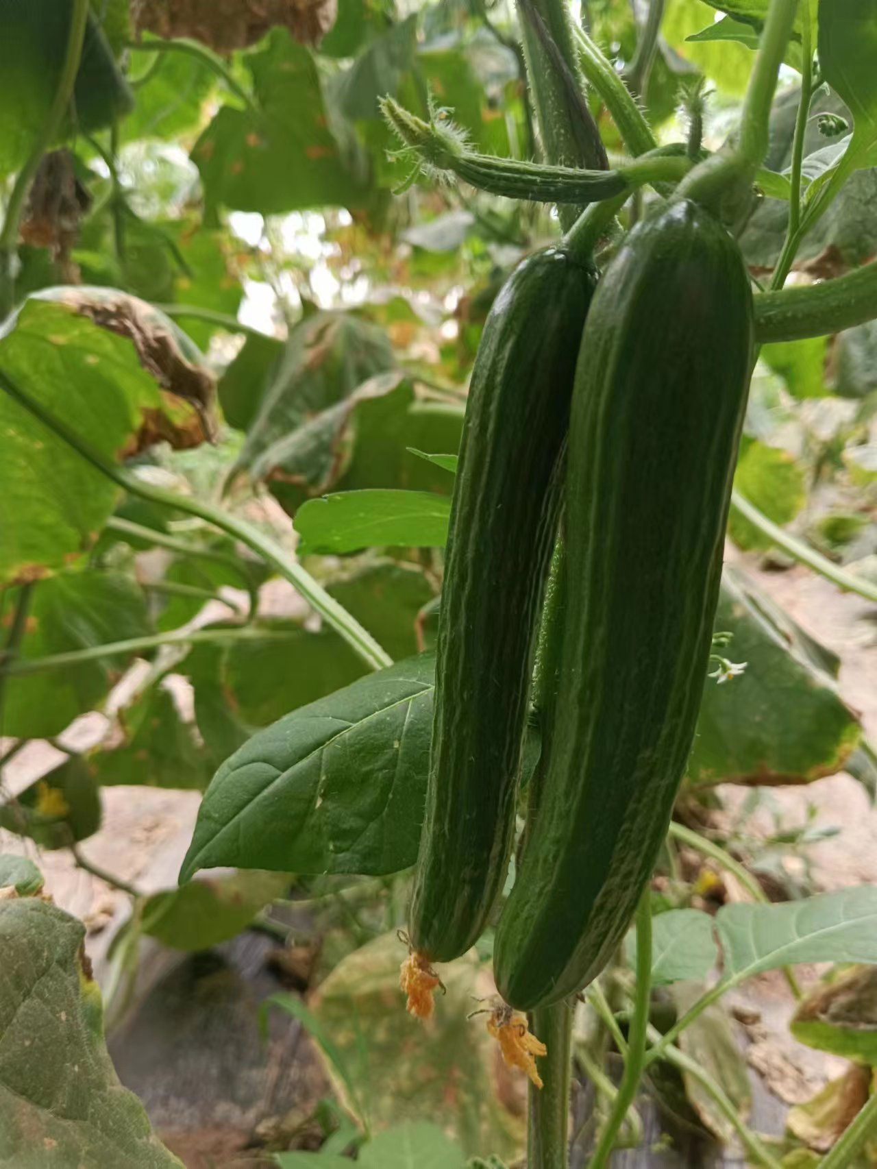 【凯涛甄选】本地新鲜拍3发4斤荷兰瓜水果小黄瓜无刺生吃清脆爽口