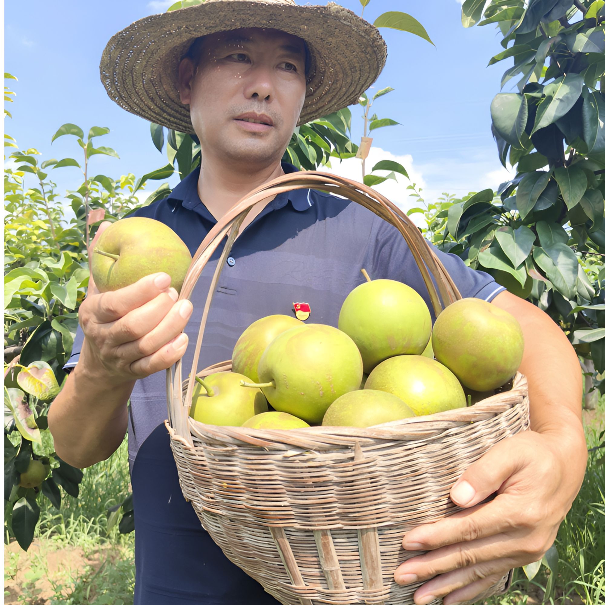 农产品梨新鲜采摘翠冠梨鲜甜水多皮薄核小