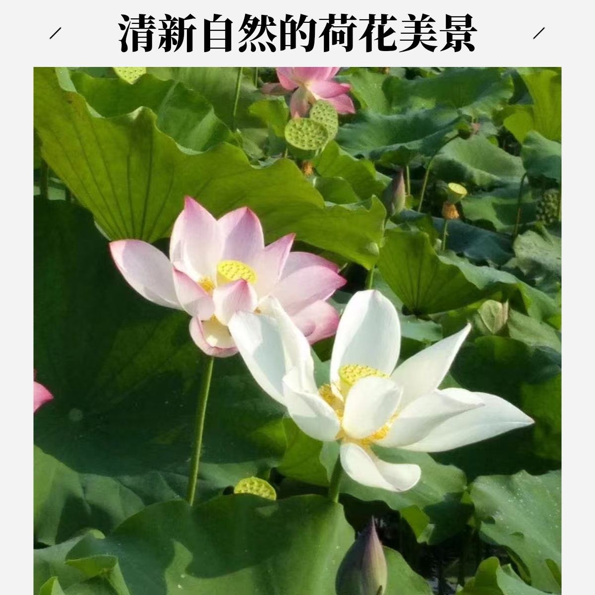 新鲜莲蓬荷花10朵莲蓬莲花包花骨朵观赏24小时顺丰发货