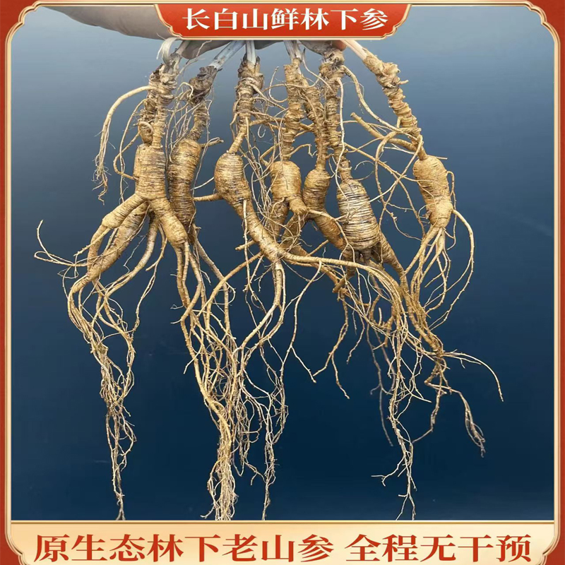 高龄林下山参鲜人参产地长白山林下山参籽觅单支高龄山参煲汤泡酒