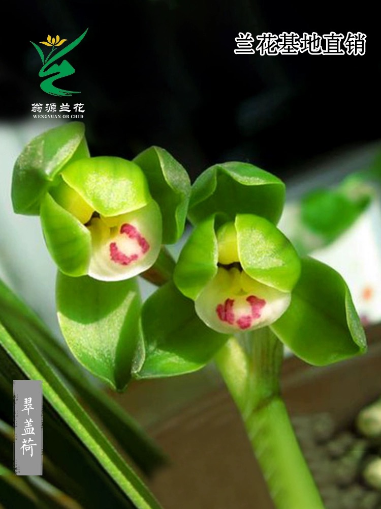 【翠盖荷】春兰矮种正品带花浓香好易养室内绿植花卉盆栽