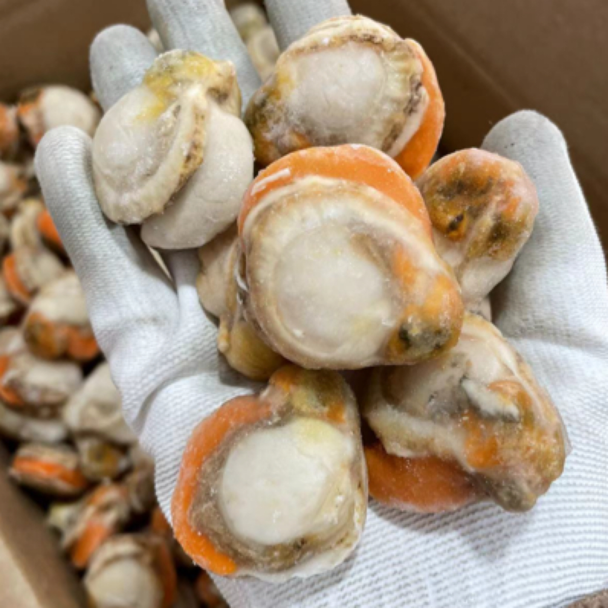 扇贝肉一袋一斤顺丰