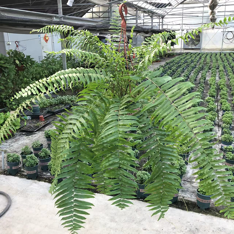 霸王蕨垂吊式蕨类植物办公室客厅净化空气盆栽好养活绿植