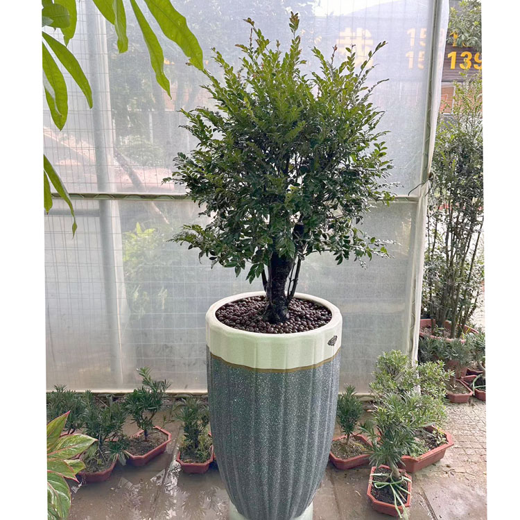 树桩绿植紫檀盆栽四季常青植物黑骨茶黑檀木小叶紫檀盆栽客厅