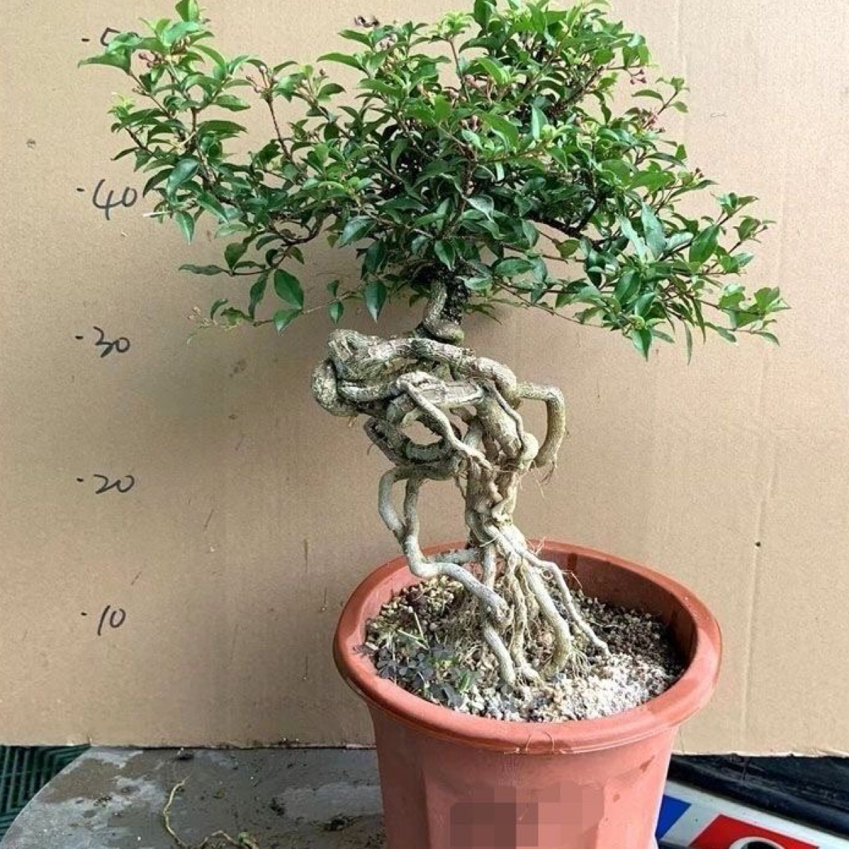 台湾李氏珍珠造型绿植樱花四季开花适用客厅书房办公桌盆栽