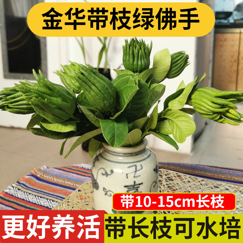 金华佛手盆裁带枝佛手青果可水观赏家居室内种植绿植