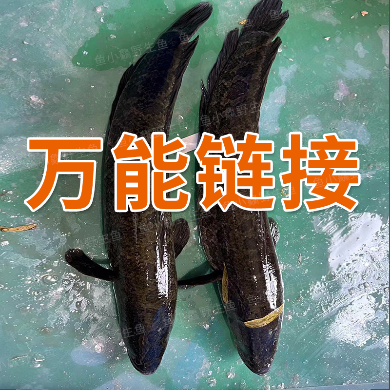 【3号鱼小鱻野生鱼改价链接】一物一拍付款后杀好不退