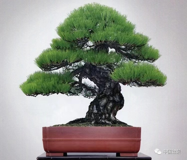 精品松柏盆景素材一物一拍