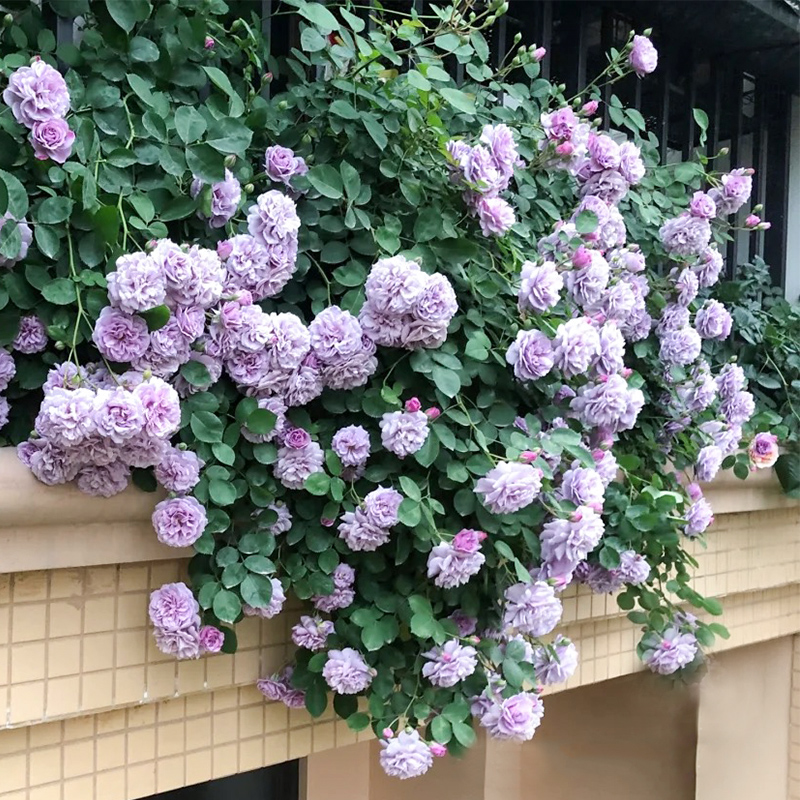 蓝色阴雨藤本月季花苗阳台庭院爬藤丰花蔷薇垂吊花卉多季节开花