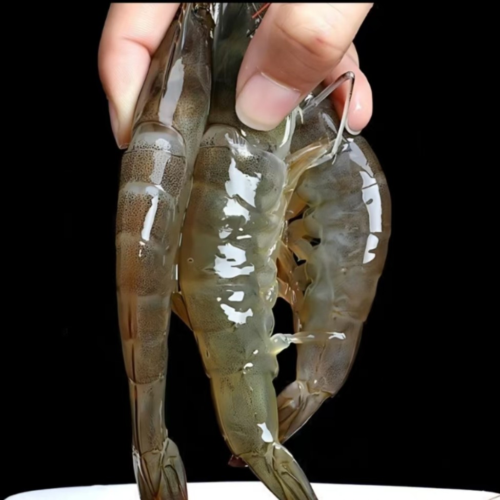 【盛辉百货】鲜活明虾约500g(保鲜不保活)