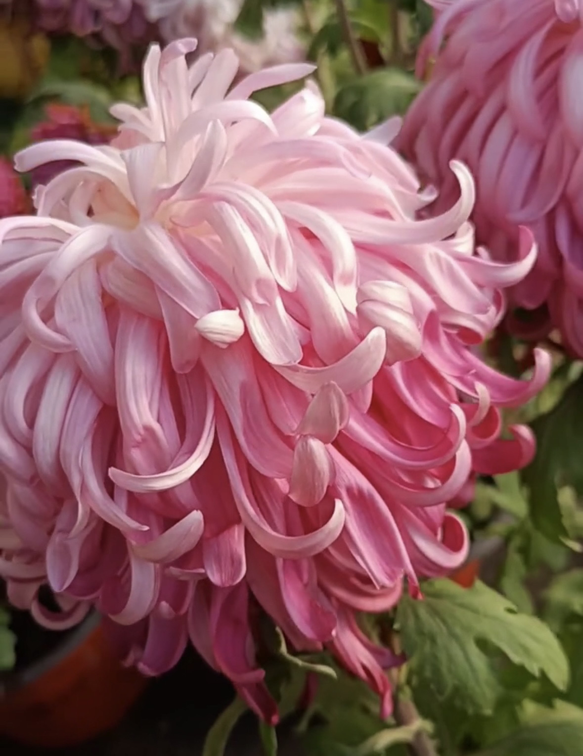 菊花10盆发12一物一拍4506