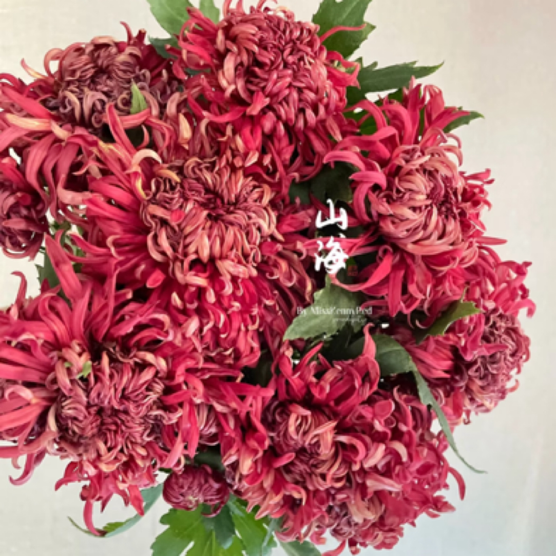 【山海窗花】九月菊花鲜花云端大苗盆栽耐热耐寒新手好养批发精品