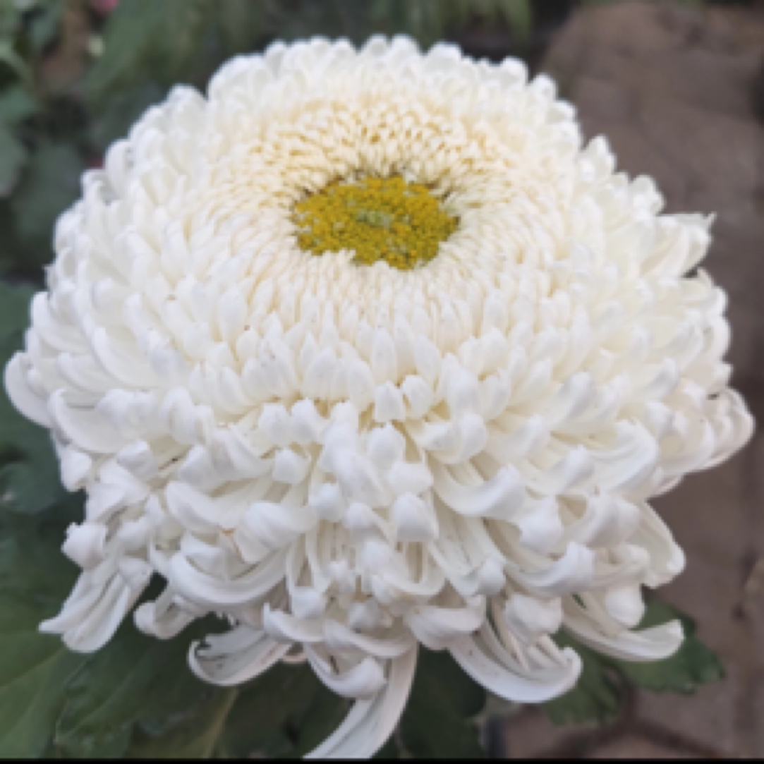 【洹水·映日】菊花盆栽 耐热耐寒 带花苞原盆发货