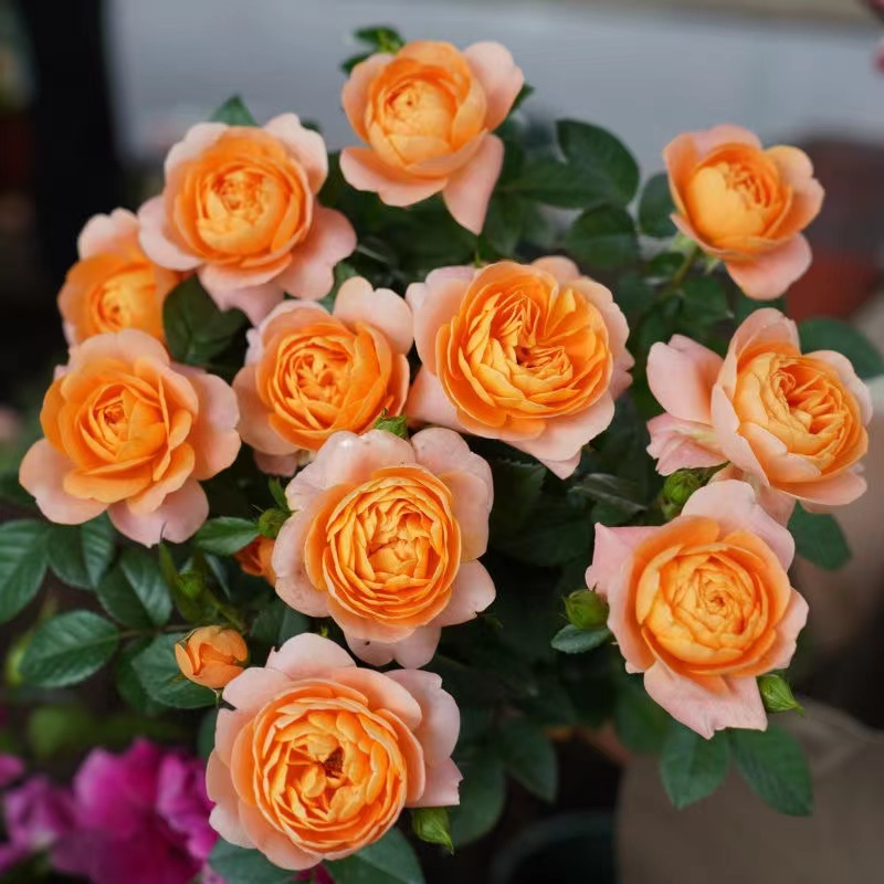 【果汁阳台】树桩棒棒糖月季花径6CM左右开花勤中等香味顺丰包邮