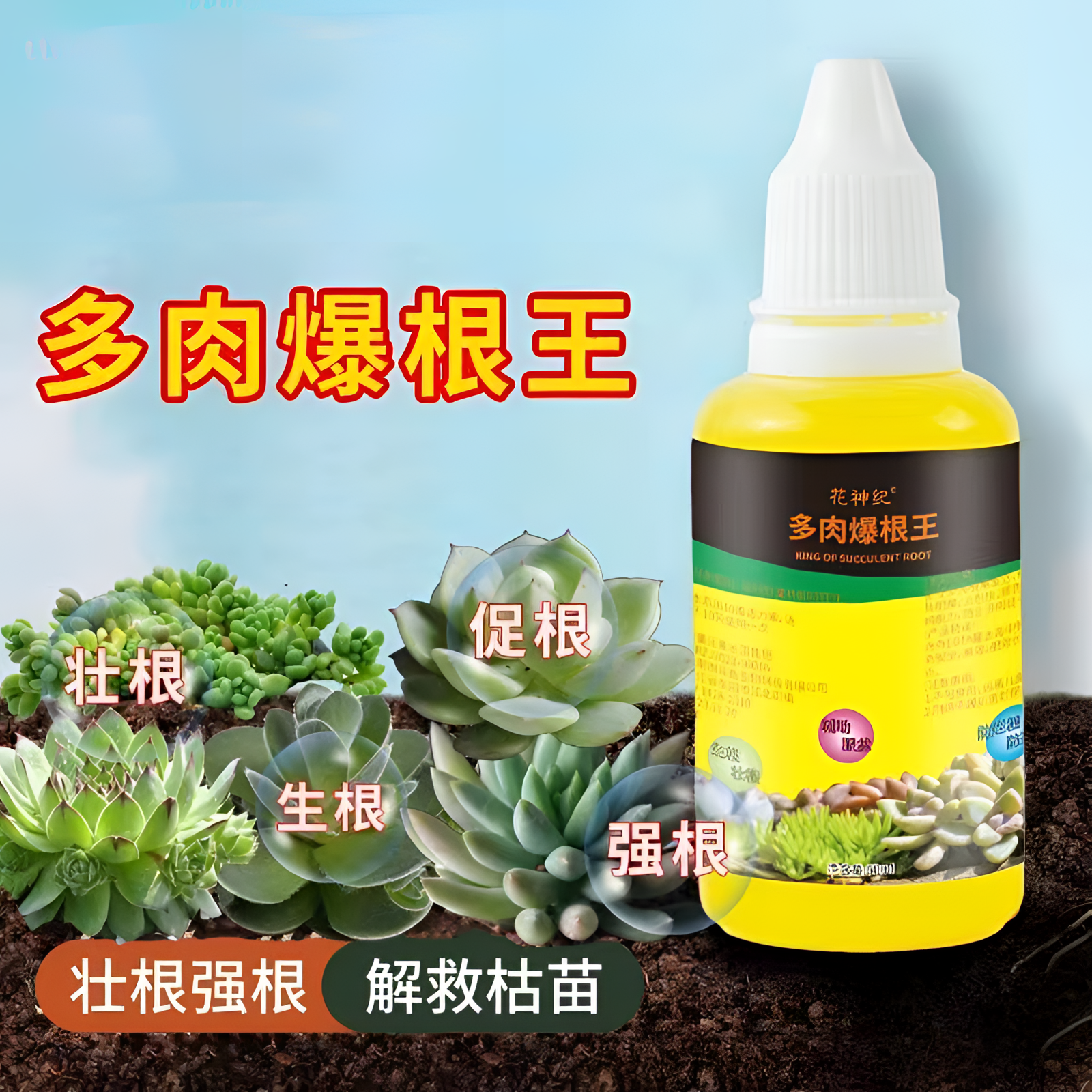 多肉爆根王缓解僵苗快速生根液壮苗剂多肉植物专用养花水肥营养液
