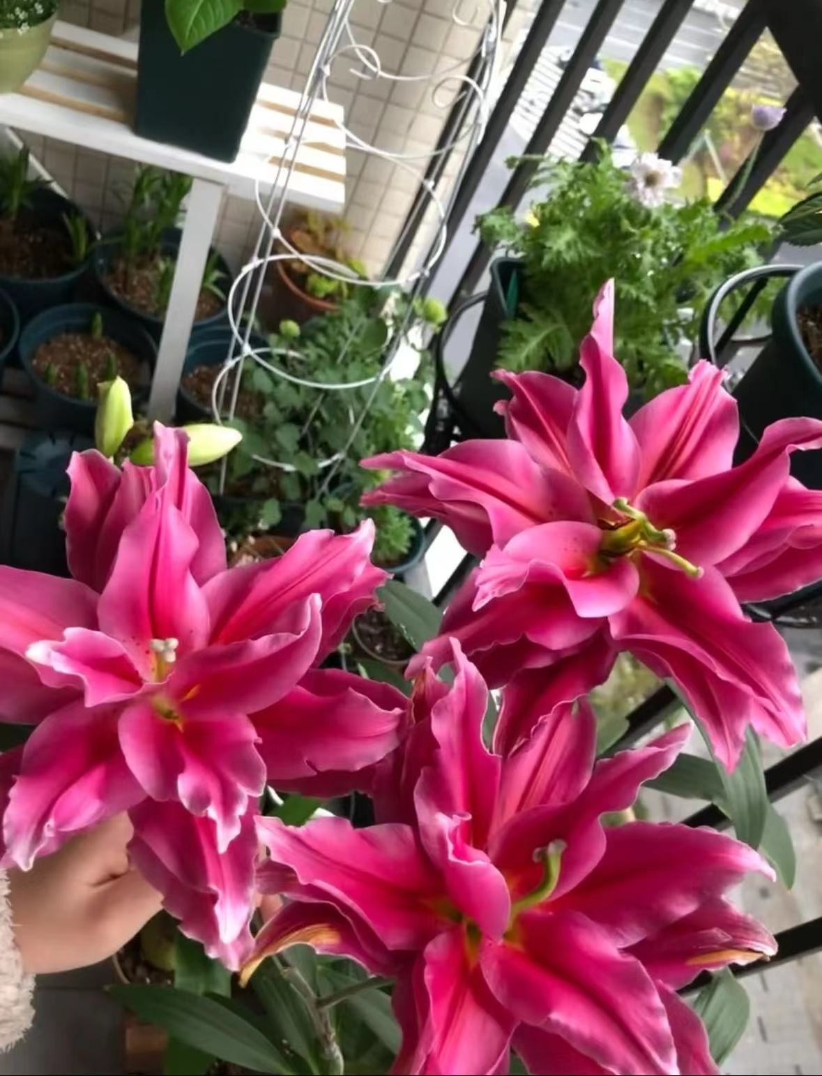 四季可种1颗 18/20【艾琳娜】重瓣香水百合花球