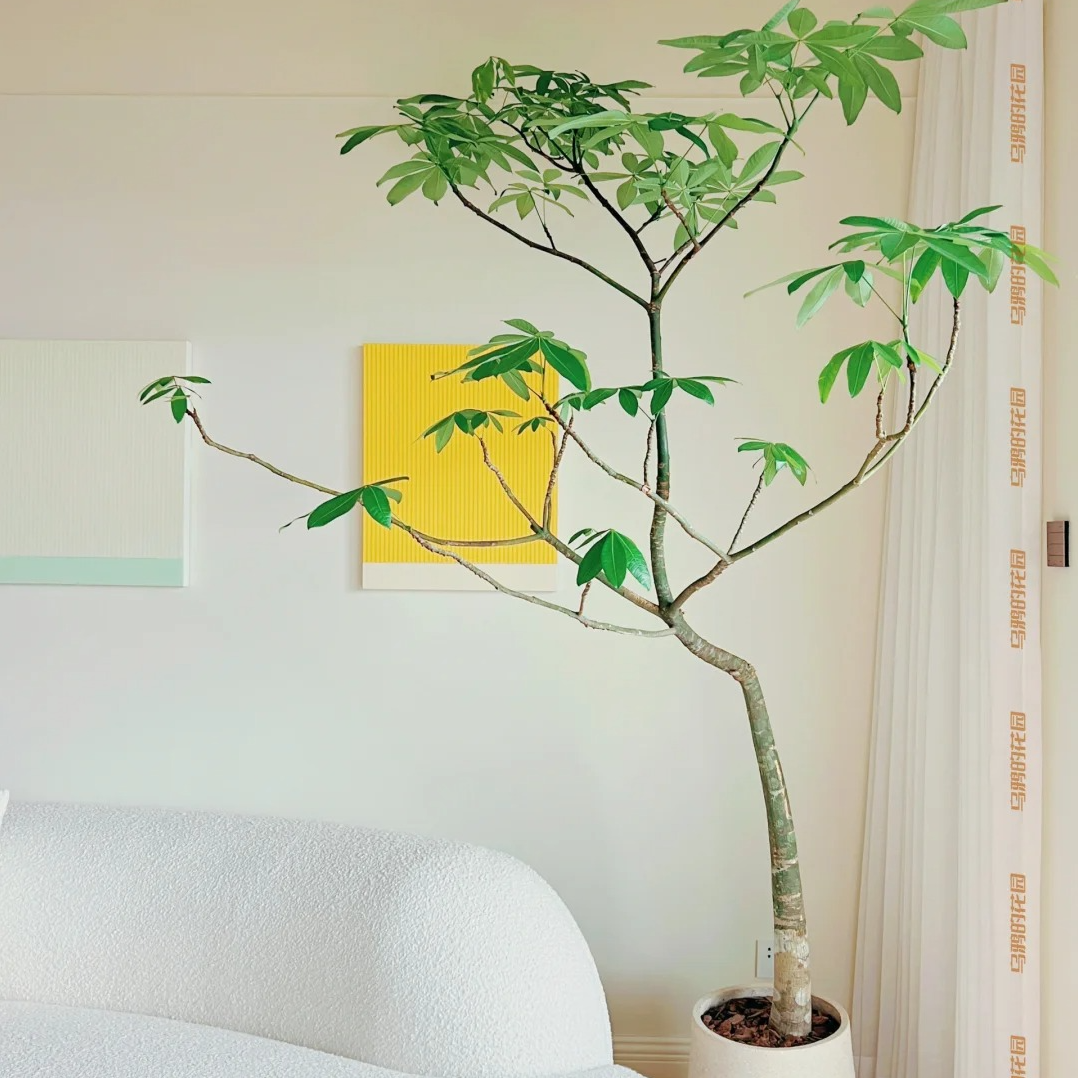 原生造型发财树大盆栽室内植物客厅落地绿植办公室招财树开业