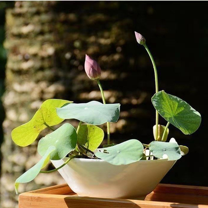 碗莲种水培水养绿植睡莲荷花无土盆栽花卉