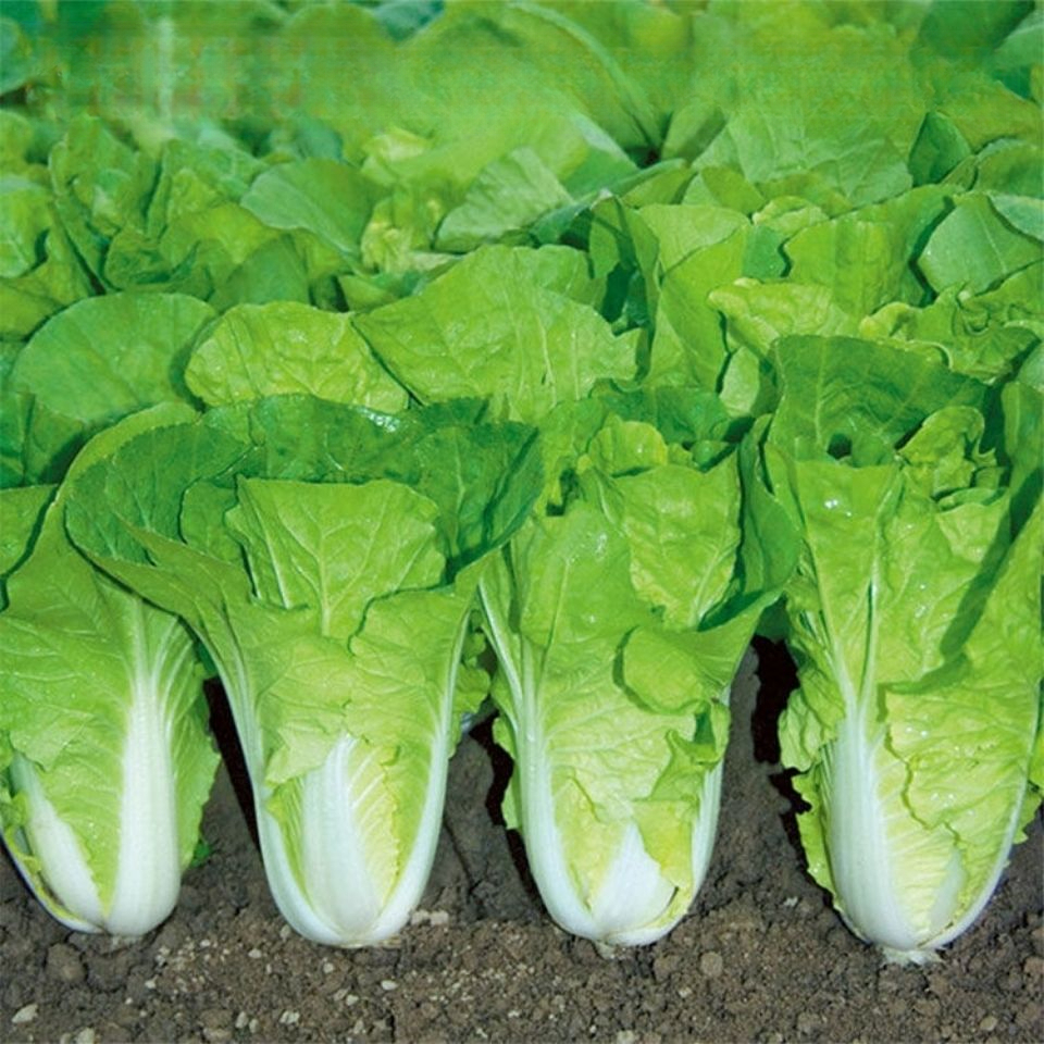 成熟速生快菜种子四季大小白菜菜种耔抗病耐热耐湿蔬菜大全