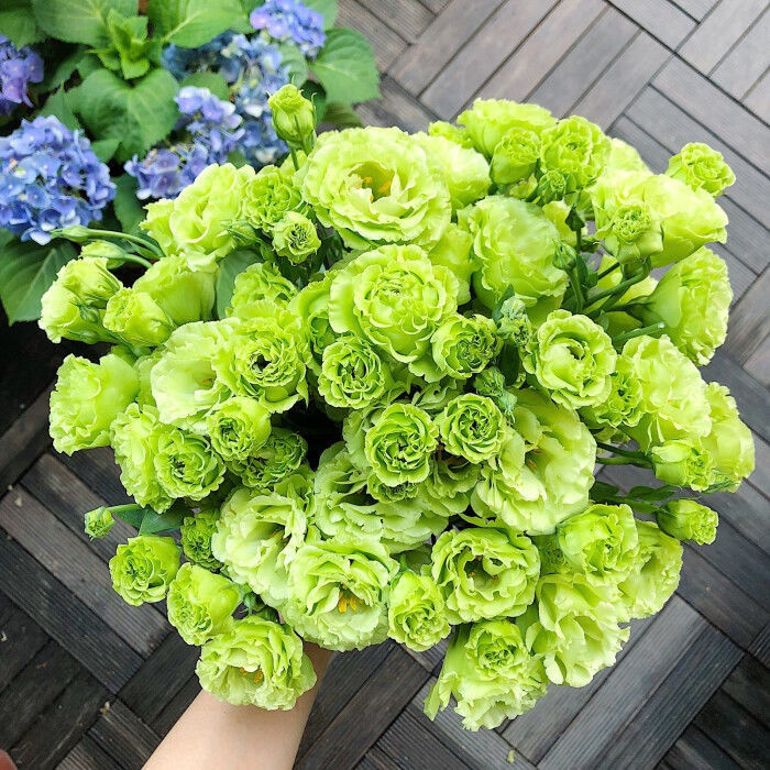 洋桔梗花种子四季室内盆栽花种子各种各样种活室外花卉植物大全