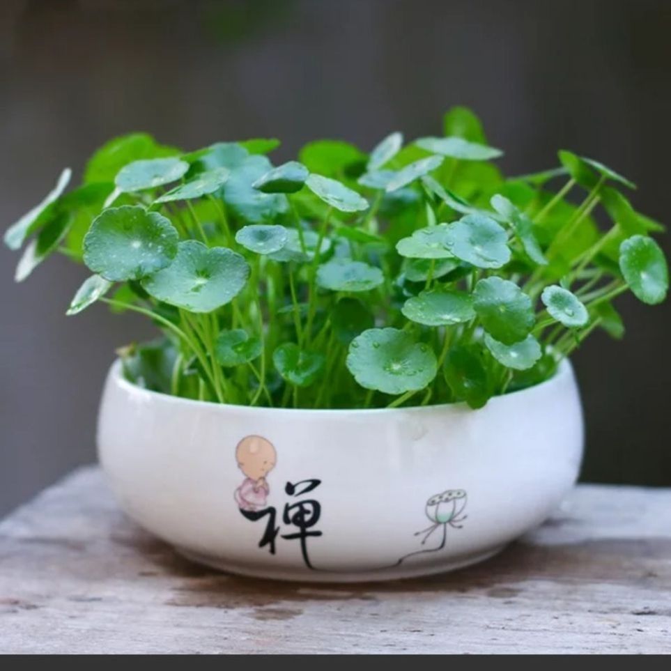 四季盆栽水培铜钱草种子室内心形草金钱草籽防绿植马蹄金