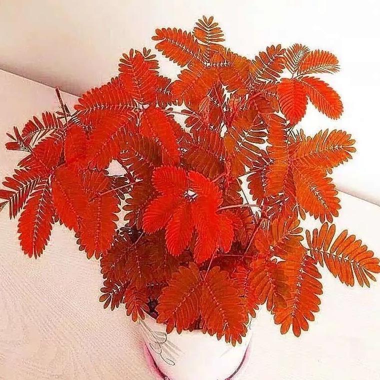 四季播种彩叶含羞草花种子四季活奇趣植物害羞草室内外阳台盆栽