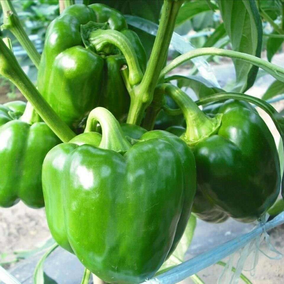 甜椒种子大甜椒青椒灯笼椒菜椒辣椒种子阳台春秋冬季蔬菜种子