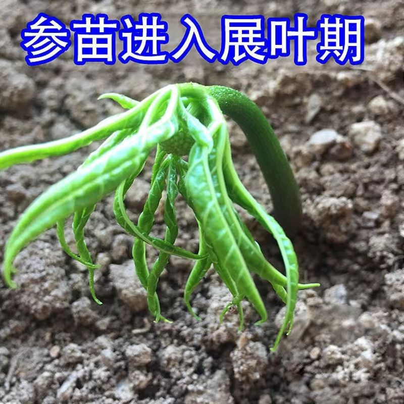 人参籽长白山带芽人参种苗野山参苗子种植中药材带土盆栽红参