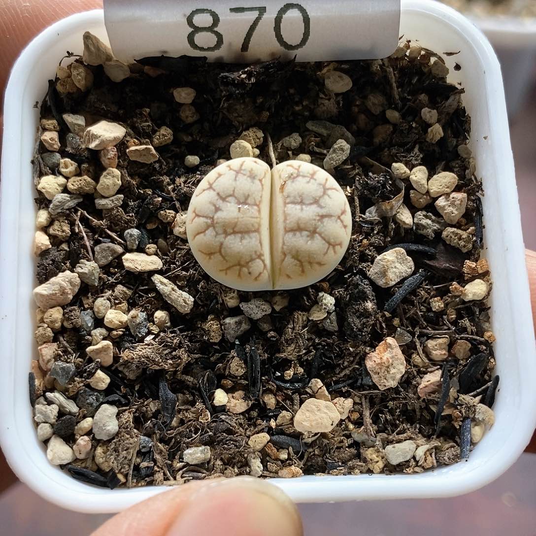 870、261、带盆土发货