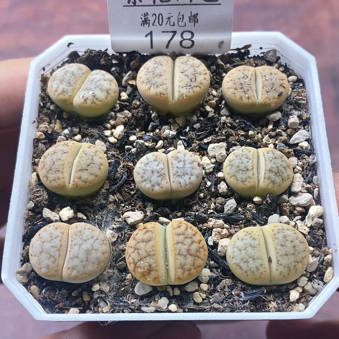 178、394Ｂ荒、带盆土发货