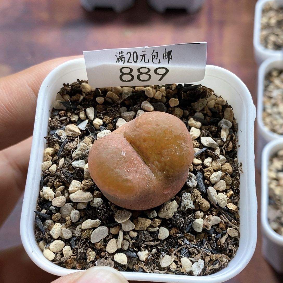 889、绒面毛、带盆土发货