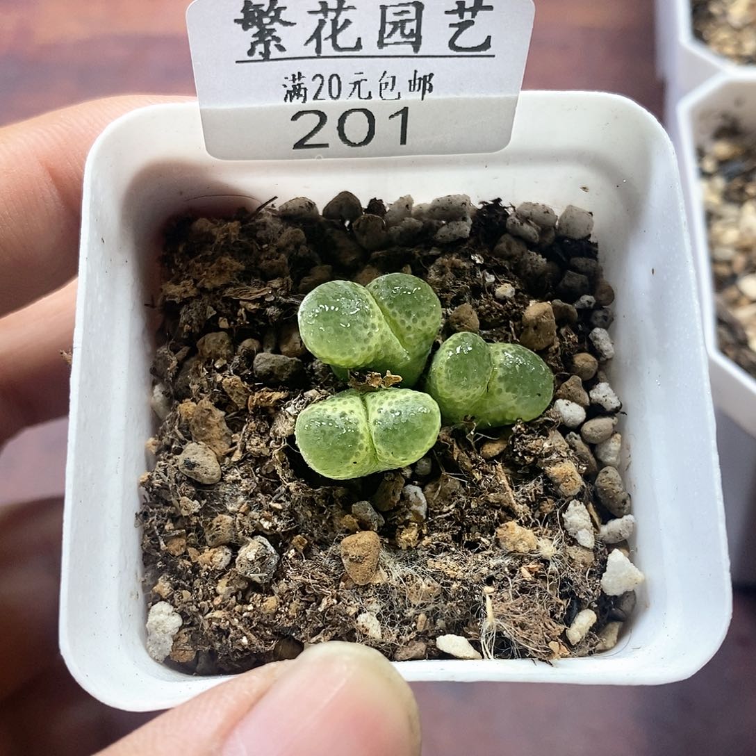 201、三头母本风铃、带盆土