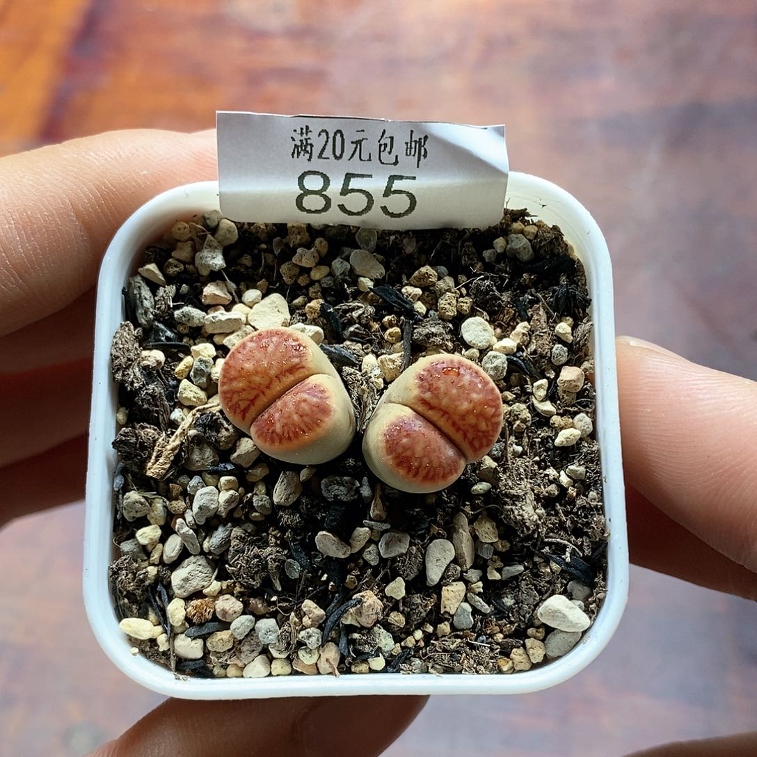 855、母本菊、带盆土发货