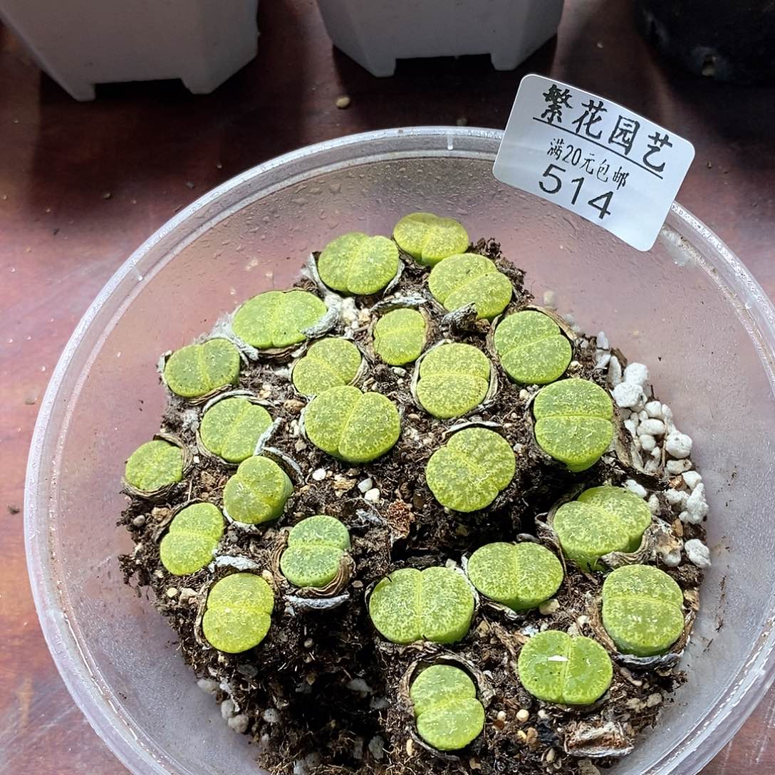 514、绿弁天、带盆土发货